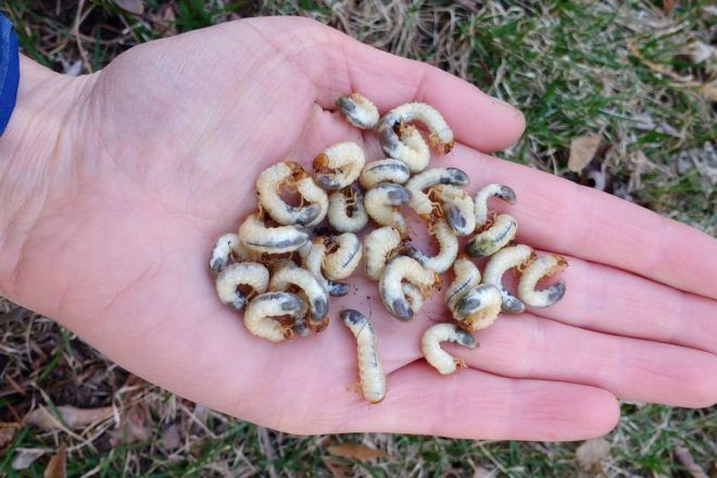 GRUB CONTROL (JUNE BUGS)