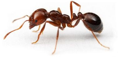 FIRE ANT CONTROL